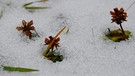Überwinterte Pflanzen in Schneekruste. | Bild: Horst Bertzky, Bad Kissingen, 28.12.2023