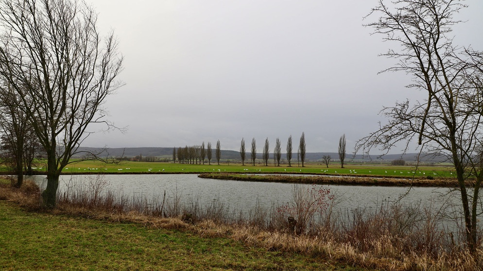 Mittags gab es für einen kurzen Moment eine Regenpause, der kleine Weiher bei Alesheim ist sehr beliebt bei der Vogelwelt. | Bild: Ursula Knoll, Trommetsheim, 03.01.2024