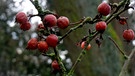 Zieräpfelchen - eine wichtige Nahrungsquelle für Vögel im Winter. | Bild: Liane Mohringer, Hof, 03.01.2024