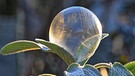 Gefrostete Seifenblase im Garten und beschienen von der aufgehenden Sonne. | Bild: Herbert Bauer, Feucht, 10.01.2024