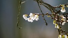 Japanische Zierkirsche in voller Blüte im Luitpoldpark in Bad Kissingen. | Bild: Horst Bertzky, Bad Kissingen, 15.01.2024