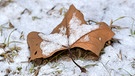 Kastanienblatt eingepudert mit Schnee. | Bild: Horst Bertzky, Bad Kissingen, 17.01.2024