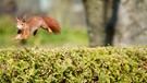 Auf zu neuen Abenteuern! Eichhörnchen unterwegs bei Miltenberg im Bayerischen Odenwald. | Bild: Roland Schönmüller, Eichenbühl, 31.01.2024