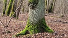 Auch Bäume können Krebs bekommen. | Bild: Maria Achtmann, Schweinfurt, 18.02.2024