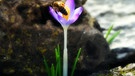 Beginn des Frühlings. Biene bestäubt Krokus-Blüte. | Bild: Horst Bertzky, Bad Kissingen, 18.02.2024