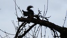Silhouette eines Eichhörnchens auf einem Ast. | Bild: Liane Mohringer, Hof, 18.02.2024
