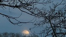 Der Mond geht langsam unter. | Bild: Brigitte Gaul, Fürth, 24.02.2024