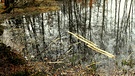 Biberholz im Strudelweiher in Leupoldsdorf, dort gibt es einen zu fleißigen Biber. | Bild: Günter Lorke, Tröstau, 28.02.2024