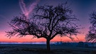 Baum in der Morgendämmerung. | Bild: Robert Schumann, Uffenheim, 01.03.2024
