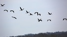 Glücksvögel-Kraniche: Ziehen über den Himmel von Unterfranken. | Bild: Roman Wolf, Dingolshausen, 11.03.2024