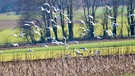Da schaut der Storch verdutzt, normalerweise sind sie in einer großen Anzahl da, wenn der Landwirt sein Feld bearbeitet. Momentan sind die Möwen in Trommetsheim in der Überzahl. | Bild: Ursula Knoll, Trommetsheim, 11.03.2024