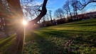 Leichter Krokus Befall im Schloßpark von Oberschwappach zur Sonnenuntergangszeit. | Bild: Walter Depner, Knetzgau, 12.03.2024