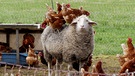 Trotz des schönen Wetters haben die Hühner noch kalte Füße. Da wärmt ein Schafspelz richtig gut. | Bild: Erich Kraus, Weidenbach, 18.03.2024