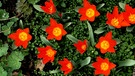 Kleine Blüten der Tulpen im Garten erfreuen das Auge in dieser trüben Zeit. | Bild: Karl Schönherr, Marktbreit, 18.03.2024