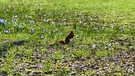Eichhörnchen knabbert an seinem Wintervorrat, Luitpoldpark Bad Kissingen. | Bild: Horst Bertzky, Bad Kissingen, 19.03.2024