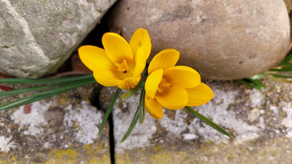 Mit viel Mühe durch die Steinlücke geschlängelt, bereiten die Blüten nun Bewunderung und Freude bei den Wanderern. | Bild: Max Bogendörfer, Unterpreppach, 21.03.2024