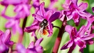 Pollenbestäubte Hummel in duftenden Hyazinthen. | Bild: Bettina Full, Egenhausen, 21.03.2024