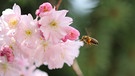 Japanische Kirschblüte, für Hummeln und Bienen jede Menge Pollen und Nektar. | Bild: Herbert Heyder, Feuchtwangen, 21.03.2024