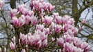 Blüte an Blüte, der prächtige Magnolienbaum steht im Schlossgarten in Erlangen. | Bild: Christa Knapp, Röttenbach, 24.03.2024