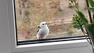 Vogel an meinem Wohnzimmerfenster. | Bild: Gertrud Grande, Zirndorf, 24.03.2024