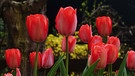 Tulpen nicht aus Amsterdam, sondern aus dem Garten in Marktbreit. | Bild: Karl Schönherr, Marktbreit, 27.03.2024