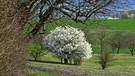 Der Baum im Vordergrund ist in der Aufwachphase und der dahinter schon in voller Blüte, gesehen bei einer Wanderung. | Bild: Karl Schwarz, Schwabach, 27.03.2024