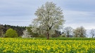Endlich wieder Frühling! Die Natur erwacht und ringsum fängt es an zu grünen und zu blühen. | Bild: Heinrich Schmidt, Weisendorf, 04.04.2024