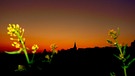 Sonnenaufgang mit ersten Rapsblüten im Spessart bei Michelrieth. | Bild: Roland Schönmülller, Eichenbühl, 04.04.2024