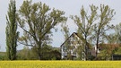 Bei noch schönerem Wetter, Oberndorfer Aischmühle hinter einem Rapsfeld. | Bild: Frank Wiemer, Bad Windsheim, 17.04.2024
