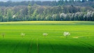 Grün steht für das Erwachen der Natur. Frische Frühlingsfarben in der Rhön, bei Strahlungen. | Bild: Horst Bertzky, Bad Kissingen, 18.04.2024