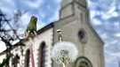Der Löwenzahn verblüht langsam. Im Hintergrund die St. Andreas Kirche in Wassermungenau. | Bild: Kerstin Mahr, Wassermungenau, 26.04.2024