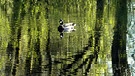 "Spiegelente" in einem Teich bei Fahrenbach. | Bild: Günter Lorke, Tröstau, 01.05.2024