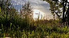 In meinem Garten wachsen Pilze in der Wiese und beim Sonnenuntergang sieht das fast aus, wie in einem Märchenland. | Bild: Kerstin Mahr, Wassermungenau, 02.05.2024