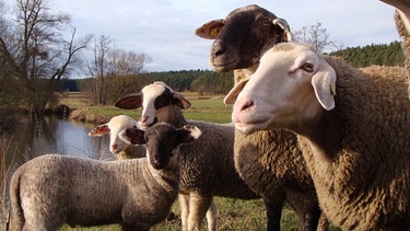 Schafe an der fränkischen Rezat  | Bild: Herbert Heyder, Feuchtwangen (16.12.11)