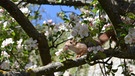 Im Klostergarten in Heilsbronn ein junges Eichhörnchen im Apfelbaum. | Bild: Ulrich Kalthoff, Weidenbach, 03.05.2017