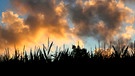 Bunte Abendwolken überm Maisfeld. | Bild: Günter Lorke, Tröstau, 14.08.2017