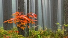 Morgendlicher Herbstnebel in einem Waldstück bei Roth/Mfr. | Bild: Ernst Gruner, Roth, 12.10.2017