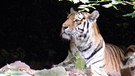 Tiger  | Bild: Günther Schramm