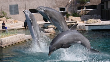 Drei Delfine springen aus dem Wasser | Bild: BR-Studio Franken/Vera Held