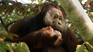 Ein Orang-Utan sitzt in einem Baum auf der Insel Borneo. | Bild: Längengrad Filmproduktion/BR