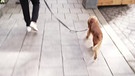 Hund und Titel "Anbandeln mit Hund" | Bild: BR Fernsehen