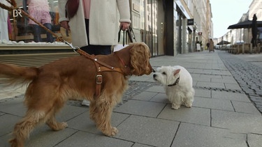 Anbandeln mit Hund | Bild: Bayerischer Rundfunk 2024