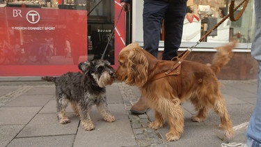 Hund Oskar schnüffelt an einem anderen Hund. | Bild: Bayerischer Rundfunk 2024