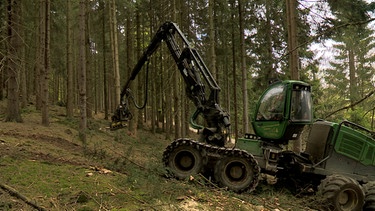 Waldarbeit | Bild: Bayerischer Rundfunk 2024