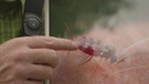 Experte zeigt auf Bild einer Stechmücke | Bild: BR Fernsehen