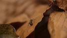 Das Leben: Wild und gefährlich - eine Ameise sitzt auf einem braunen Blatt | Bild: BR Fernsehen