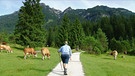 Wilde Kühe auf der Alm | Bild: Bayerischer Rundfunk