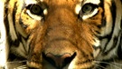 Tiger | Bild: Bayerischer Rundfunk