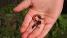 Regenwürmer wegen Glyphosat im Weinberg auf Rückzug | Bild: colourbox.com