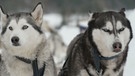 Ein Husky aus dem Hundeschlitten-Gespann | Bild: BR Fernsehen
